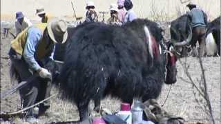 preview picture of video 'Farm Life, Lhasa, Tibet - China Travel Channel'
