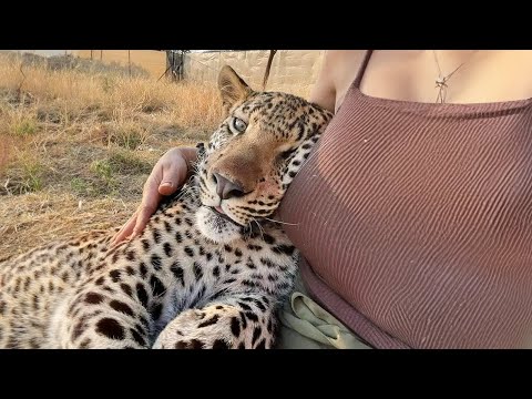 Quand les animaux se montrent affectueux de la manière la plus tendre | meilleure compilation d'animaux 🥰