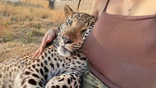 Quand les animaux se montrent affectueux de la manière la plus tendre | meilleure compilation d'animaux 🥰