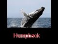 humpback whale attacks on humans 