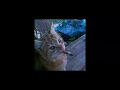 Rebzyyx I M So F Cked Up Please Help Me Slowed Reverb