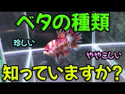 ベタの魚の名前