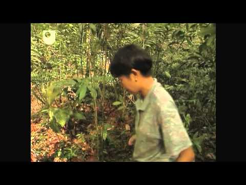 Unearthing the Wood-Wide Web - Investigating Fungi: The Wood-Wide Web (1/4)