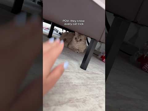 The cat whisperer 😌🐈 #cats #cat #catsofyoutube #catvideos #funnycat￼
