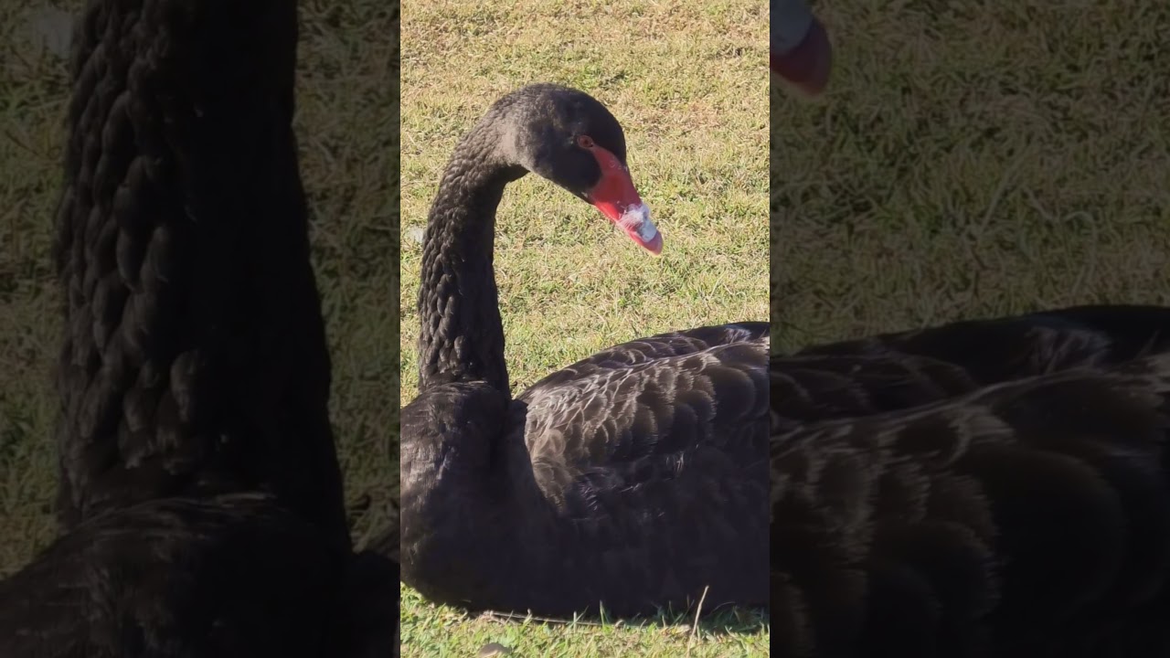 YouTube Short thumbnail