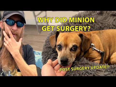 Minion's road trip to the vet. #narrowayhomestead #theoneandonlyminion #roadtrip