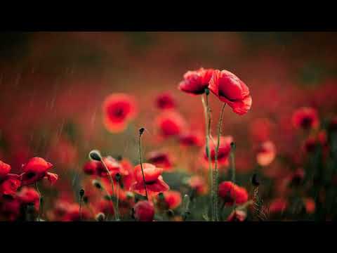 flowers are symbols of love.