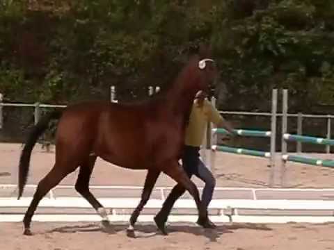 Württ. Stute v. Captain Fire / Waitaki T./ Rokoko T. Stutenschau Weilheilm/Teck 2015