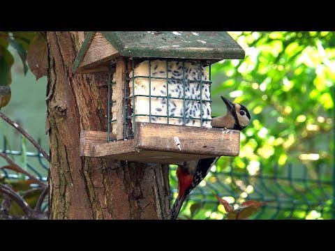 Etenstijd voor de vogels in de tuin