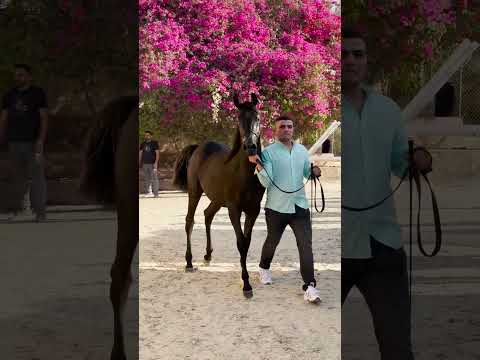 المهره ايزابيس