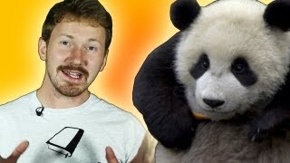 Saving Pandas from Extinction | Zoo La La | The Travel Edit