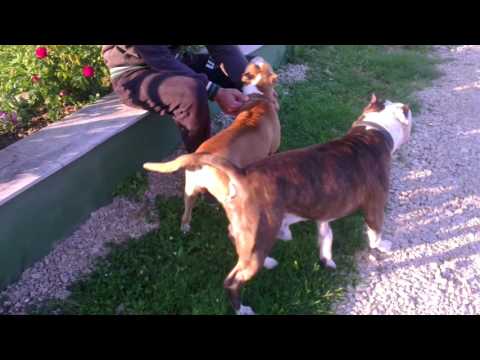 Sigar and Luna - American Staffordshire Terrier - Amstaff - Bosnia