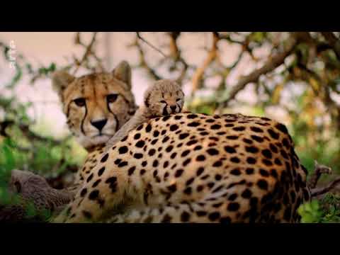 Les petits des animaux sauvages - Usana, la guéparde (Documentaire)