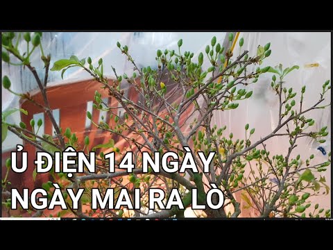 🔴 QBS22339 - Ủ NHIỆT MAI VÀNG 14 NGÀY KẾT QUẢ RA SAO | NGÀY NÀO Ủ NHIỆT MAI VÀNG ĐỂ HOA NỞ ĐÚNG TẾT