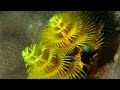 Weihnachtsbaumwürmer (Spiralröhrenwurm) - PROTECT THE BLUE PLANET -, Apo Reef Club, Calintaan, Occ.Mindoro, Philippines, Philippinen