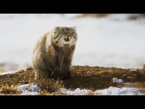 World’s Grumpiest Cat | Frozen Planet II | BBC Earth