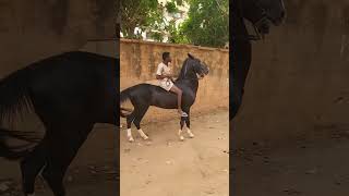 raça de cavalo muito rara