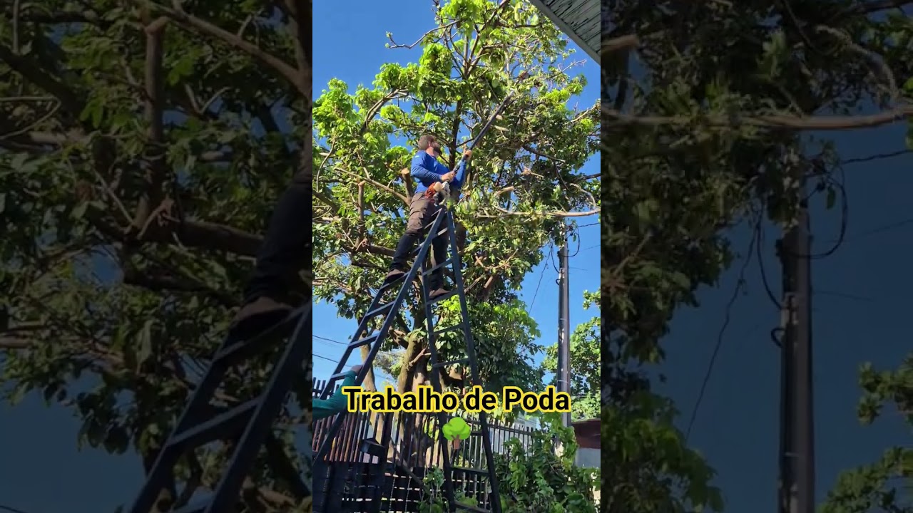 Podano  Árvore 🌳