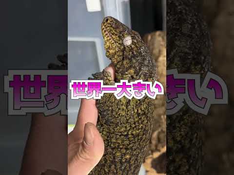 ラコダクティルス・リーチアヌスについて詳しく解説