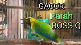 Download lagu CUCAK RANTING GACOR SUARA JERNIH UNTUK PANCINGAN YANG SUSAH BUNYI || pancingan Cucak ranting.- mp3