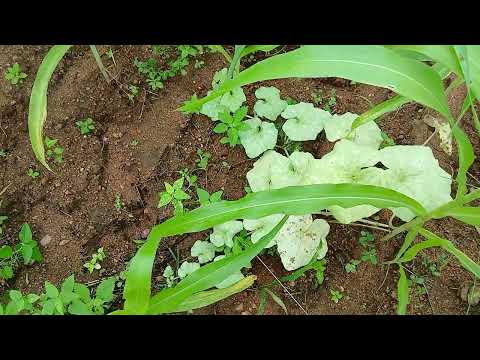 Sítio Areial #zona rural #paraiba junho 2026.
