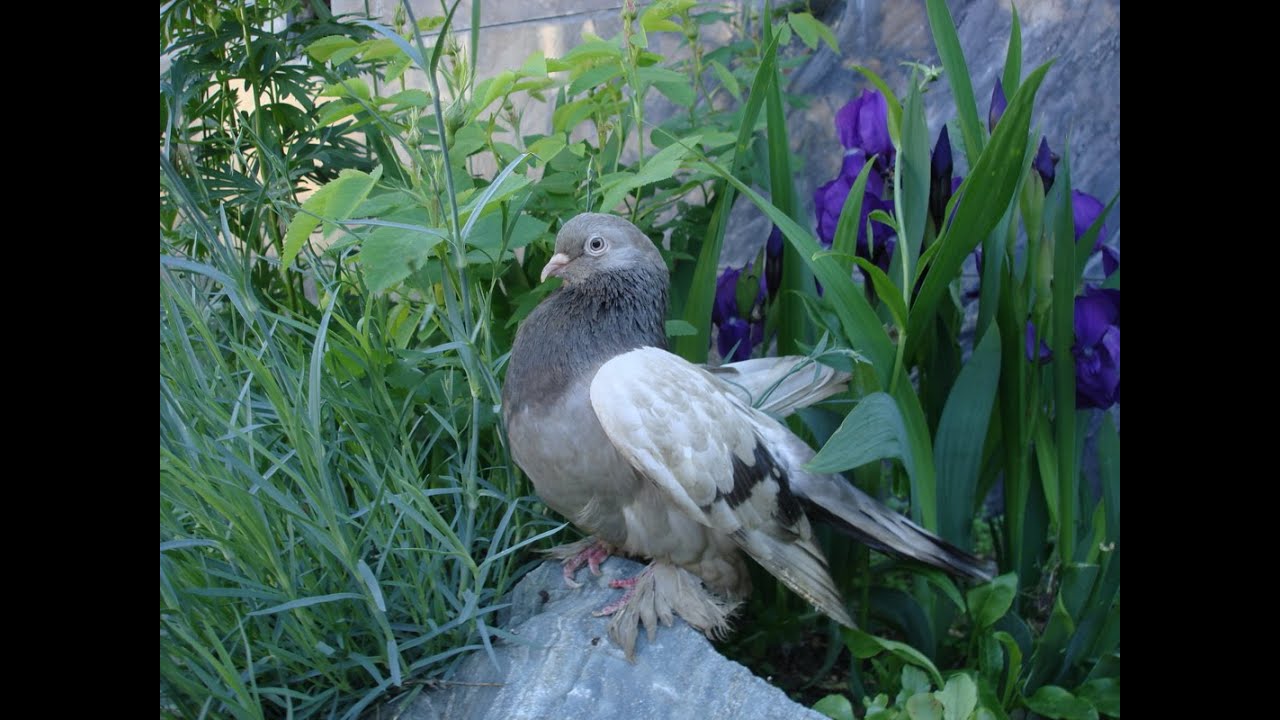 Голуби породы павлин. Голуби породы турман. Смесь голубя и страуса. Гибриды голубей. Породы голубей павлиний.