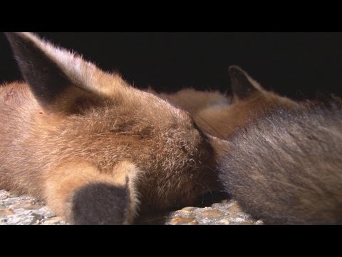 Foxing: 21 in a night Foxing: 21 in a night