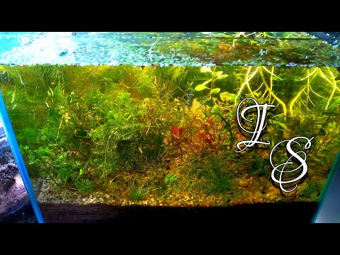 Blue Dream Shrimp Tank - No Maintenance, No Filter, No Co2, No Ferts - 5 Month Update 4K Video