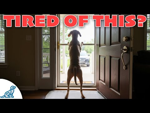How to STOP Your Dog BARKING at the Door (Real-World Training)