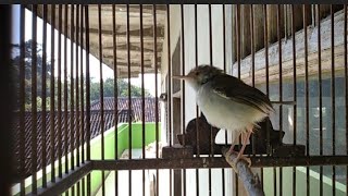 Download lagu Suara Prenjak Lumut prenjak Ceng memanggil lawan mp3