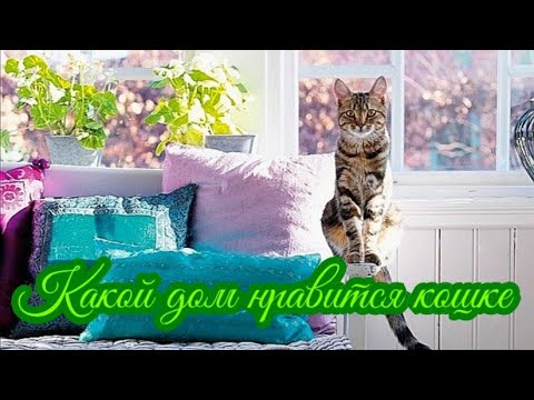 Какой дом нравится кошке  What kind of house does a cat like