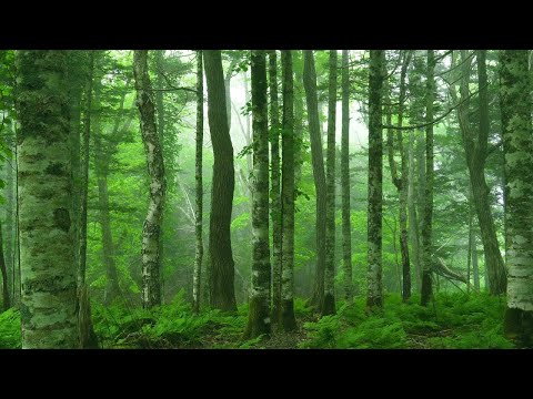 Peder B. Helland - Deep in the Forest