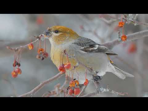 Pine Grosbeak