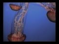 Medusazoa Video