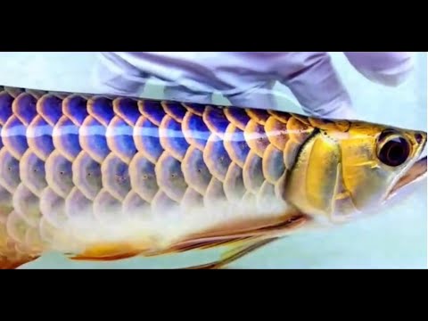 Top 10 Premium Grade Arowana Fish | High Grade Arowana - Premium Dragon fish