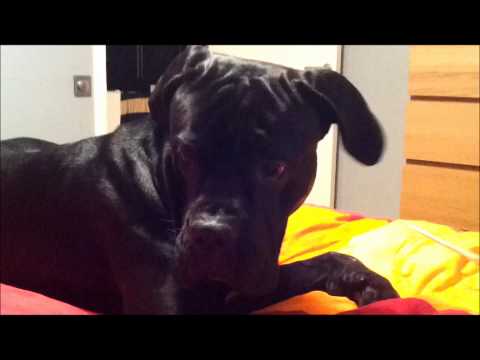 Cane Corso vs Rats
