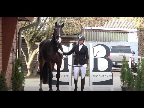 Dressurhengste Schleier DSP DeSandro Hengstpräsentation 2022