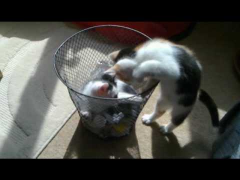 Anushka & Rafferty in "The Wastebin"