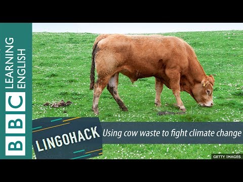 牛の排泄物を使って気候変動と戦う - Lingohack (Using cow waste to fight climate change - Lingohack)