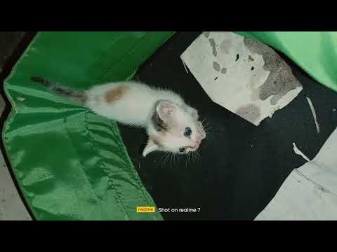 cute kitty cats🥺  night alone #trending