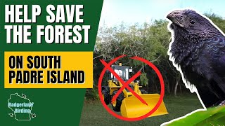 URGENT! Help Save Important Bird Habitat in South Texas!