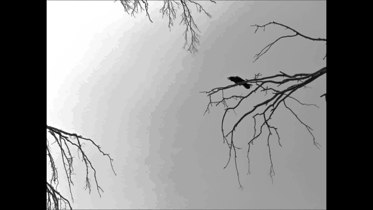 SOUND: Crow in the cemetery / Un cuervo en el panteon