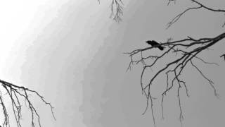 preview picture of video 'SOUND: Crow in the cemetery / Un cuervo en el panteon'