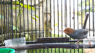 Download lagu Suara Prenjak Kepala Merah Jantan - Pancingan Ini TERBUKTI Bikin Pernjak Liaran Langsung EMOSI GACOR mp3