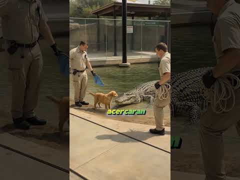 The Crocodile That Saved a Puppy#shorts