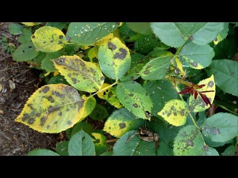 菩提樹黑脂病