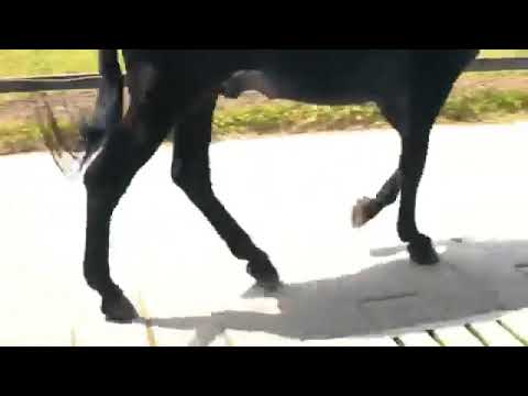 EL BURRO CAMINANTE DE REINALDO SANEZ VIDEO OFICIAL 2022