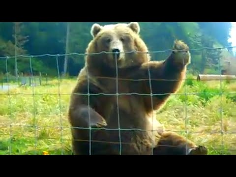Des ours hilarants qui font des bêtises