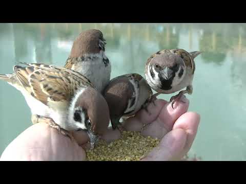 可愛いすずめ達  20220208pm 1（天満宮）