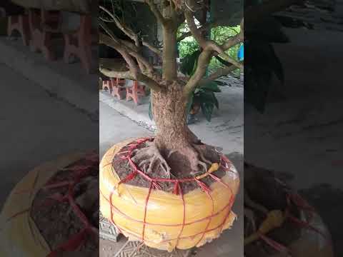 Mai Vàng Xù Búp Măng Siêu Vip và Đẳng Cấp tại Vĩnh Long #maixu  #maixù #búpmăng #vĩnhlong #Vip